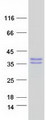 MAGEH1 / APR1 Protein - Purified recombinant protein MAGEH1 was analyzed by SDS-PAGE gel and Coomassie Blue Staining