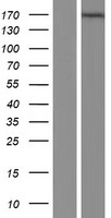 MAGI1 Protein - Western validation with an anti-DDK antibody * L: Control HEK293 lysate R: Over-expression lysate