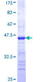 MAGI1 Protein - 12.5% SDS-PAGE Stained with Coomassie Blue.