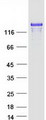 MAGI2 / AIP-1 Protein - Purified recombinant protein MAGI2 was analyzed by SDS-PAGE gel and Coomassie Blue Staining