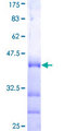 MAGI3 Protein - 12.5% SDS-PAGE Stained with Coomassie Blue.