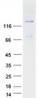 MAGI3 Protein - Purified recombinant protein MAGI3 was analyzed by SDS-PAGE gel and Coomassie Blue Staining