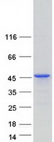 MAGIX Protein - Purified recombinant protein MAGIX was analyzed by SDS-PAGE gel and Coomassie Blue Staining