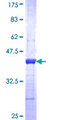 MAGOH Protein - 12.5% SDS-PAGE Stained with Coomassie Blue.