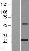 MAGP / MFAP2 Protein - Western validation with an anti-DDK antibody * L: Control HEK293 lysate R: Over-expression lysate