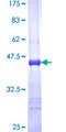 MAGP / MFAP2 Protein - 12.5% SDS-PAGE Stained with Coomassie Blue.