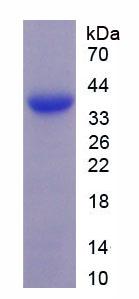 MAGP / MFAP2 Protein - Active Microfibrillar Associated Protein 2 (MFAP2) by SDS-PAGE