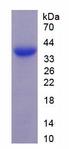 MAGP / MFAP2 Protein - Active Microfibrillar Associated Protein 2 (MFAP2) by SDS-PAGE