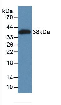 MAGP / MFAP2 Protein - Active Microfibrillar Associated Protein 2 (MFAP2) by WB