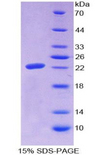 MAGP / MFAP2 Protein - Recombinant Microfibrillar Associated Protein 2 By SDS-PAGE