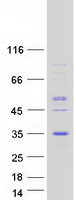 MAGP / MFAP2 Protein - Purified recombinant protein MFAP2 was analyzed by SDS-PAGE gel and Coomassie Blue Staining