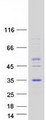 MAGP / MFAP2 Protein - Purified recombinant protein MFAP2 was analyzed by SDS-PAGE gel and Coomassie Blue Staining