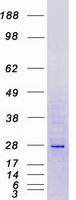 MAGP / MFAP2 Protein - Purified recombinant protein MFAP2 was analyzed by SDS-PAGE gel and Coomassie Blue Staining