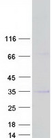 MAGP / MFAP2 Protein - Purified recombinant protein MFAP2 was analyzed by SDS-PAGE gel and Coomassie Blue Staining