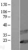 MAL Protein - Western validation with an anti-DDK antibody * L: Control HEK293 lysate R: Over-expression lysate