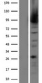 MALT1 Protein - Western validation with an anti-DDK antibody * L: Control HEK293 lysate R: Over-expression lysate
