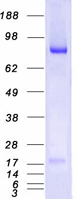 MALT1 Protein - Purified recombinant protein MALT1 was analyzed by SDS-PAGE gel and Coomassie Blue Staining