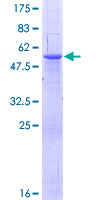 MAMDC2 Protein - 12.5% SDS-PAGE of human MAMDC2 stained with Coomassie Blue