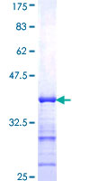 MAML1 Protein - 12.5% SDS-PAGE Stained with Coomassie Blue.