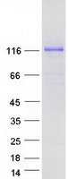 MAML1 Protein - Purified recombinant protein MAML1 was analyzed by SDS-PAGE gel and Coomassie Blue Staining