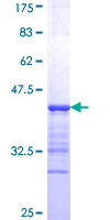 MAML2 Protein - 12.5% SDS-PAGE Stained with Coomassie Blue.
