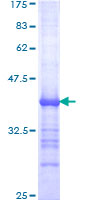 MAML3 / CAGH3 Protein - 12.5% SDS-PAGE Stained with Coomassie Blue.