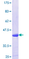 MAN1A1 Protein - 12.5% SDS-PAGE Stained with Coomassie Blue.