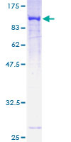 MAN1A2 Protein - 12.5% SDS-PAGE of human MAN1A2 stained with Coomassie Blue