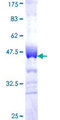 MAN1B1 Protein - 12.5% SDS-PAGE Stained with Coomassie Blue.