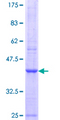 MAN1C1 Protein - 12.5% SDS-PAGE Stained with Coomassie Blue