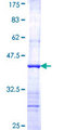 MAN2A1 / Mannosidase II Protein - 12.5% SDS-PAGE Stained with Coomassie Blue.