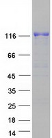 MAN2B1 / LAMAN Protein - Purified recombinant protein MAN2B1 was analyzed by SDS-PAGE gel and Coomassie Blue Staining