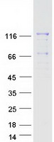 MAN2B2 Protein - Purified recombinant protein MAN2B2 was analyzed by SDS-PAGE gel and Coomassie Blue Staining