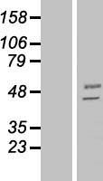 MANEA / ENDO Protein - Western validation with an anti-DDK antibody * L: Control HEK293 lysate R: Over-expression lysate