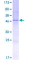 MANEAL Protein - 12.5% SDS-PAGE of human MANEAL stained with Coomassie Blue