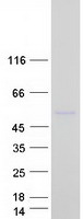 MANEAL Protein - Purified recombinant protein MANEAL was analyzed by SDS-PAGE gel and Coomassie Blue Staining