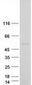 MANEAL Protein - Purified recombinant protein MANEAL was analyzed by SDS-PAGE gel and Coomassie Blue Staining