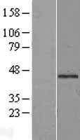 Mannose Phosphate Isomerase Protein - Western validation with an anti-DDK antibody * L: Control HEK293 lysate R: Over-expression lysate