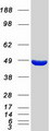 Mannose Phosphate Isomerase Protein - Purified recombinant protein MPI was analyzed by SDS-PAGE gel and Coomassie Blue Staining