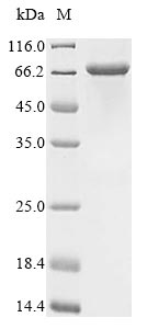 Mannose Receptor / CD206 Protein - (Tris-Glycine gel) Discontinuous SDS-PAGE (reduced) with 5% enrichment gel and 15% separation gel.