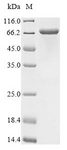 Mannose Receptor / CD206 Protein - (Tris-Glycine gel) Discontinuous SDS-PAGE (reduced) with 5% enrichment gel and 15% separation gel.