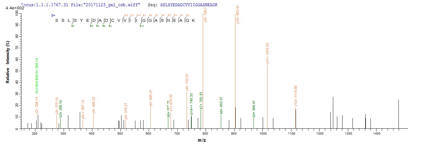Mannose Receptor / CD206 Protein - Based on the SEQUEST from database of E.coli host and target protein, the LC-MS/MS Analysis result of Recombinant Human Macrophage mannose receptor 1(MRC1),partial could indicate that this peptide derived from E.coli-expressed Homo sapiens (Human) MRC1.