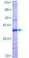 Mannose Receptor / CD206 Protein - 12.5% SDS-PAGE Stained with Coomassie Blue.