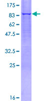 MAOA / Monoamine Oxidase Protein - 12.5% SDS-PAGE of human MAOA stained with Coomassie Blue