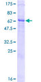 MAP1D Protein - 12.5% SDS-PAGE of human MAP1D stained with Coomassie Blue