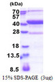 MAP1D Protein