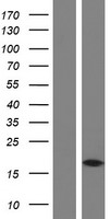 MAP1LC3A / LC3A Protein - Western validation with an anti-DDK antibody * L: Control HEK293 lysate R: Over-expression lysate