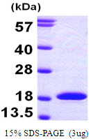 MAP1LC3A / LC3A Protein