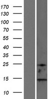 MAP1LC3B2 Protein - Western validation with an anti-DDK antibody * L: Control HEK293 lysate R: Over-expression lysate
