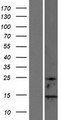 MAP1LC3B2 Protein - Western validation with an anti-DDK antibody * L: Control HEK293 lysate R: Over-expression lysate